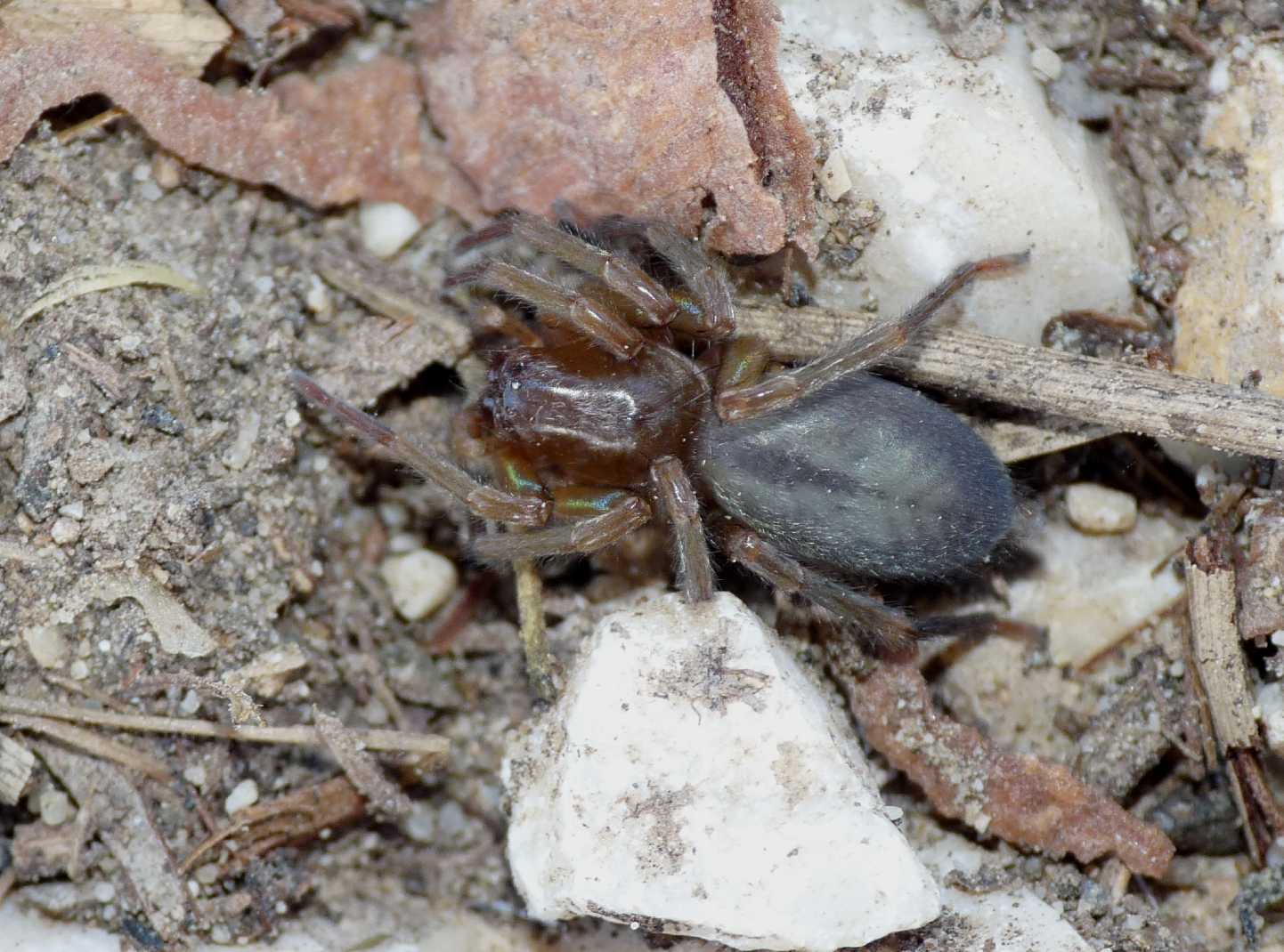 Clubiona sp.